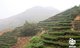 Высокогорные плантации чая Те ГуаньИнь. Кусты достаточно старые, около 20-25 лет. При нынешних темпах производства кусты изживают себя уже к десятому году жизни.